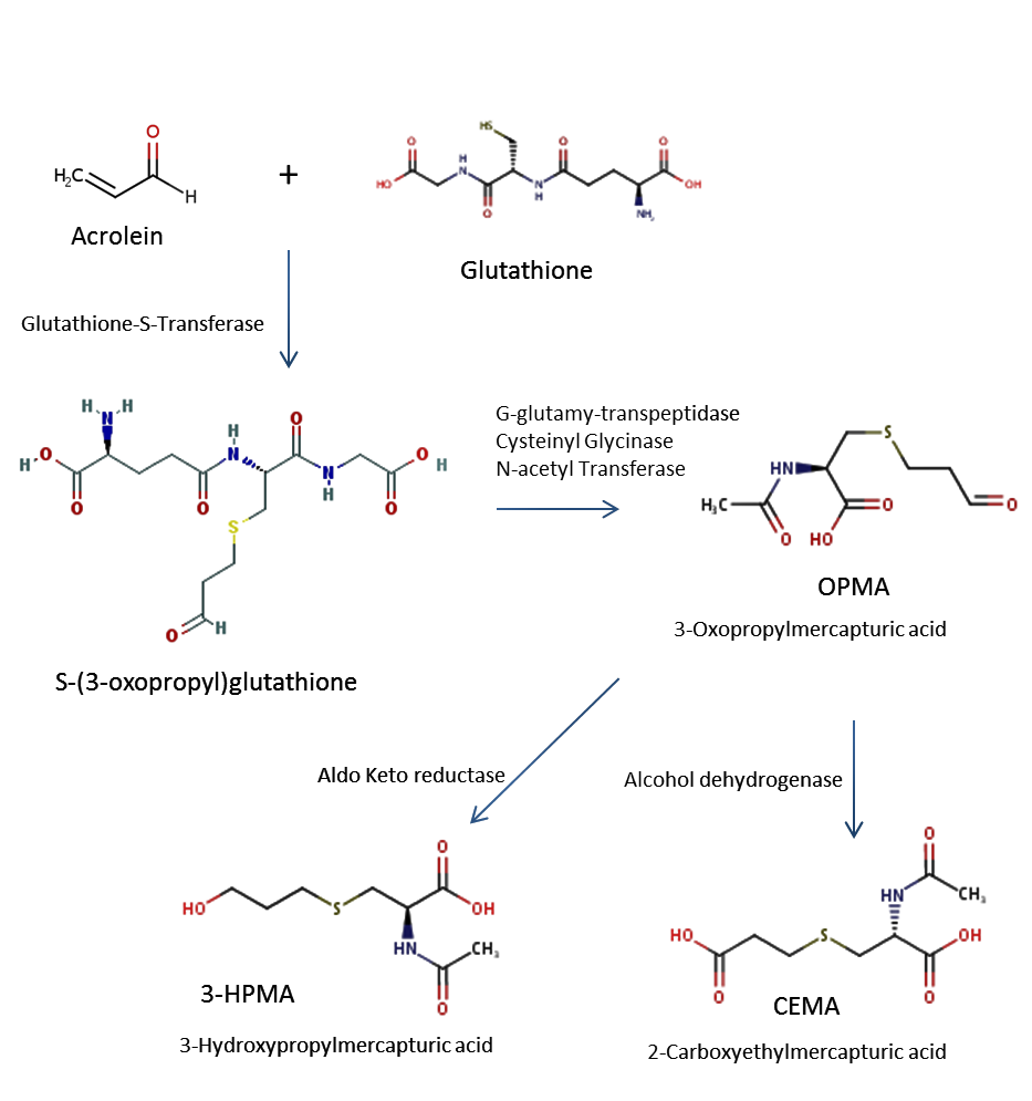 Figure #. Text version below.