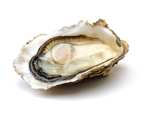 oyster