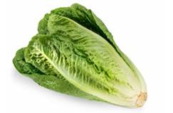 lettuce