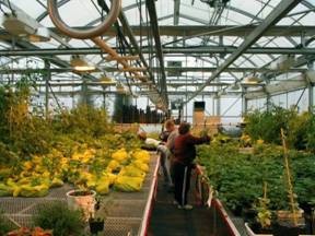 Plants inside a greenhouse