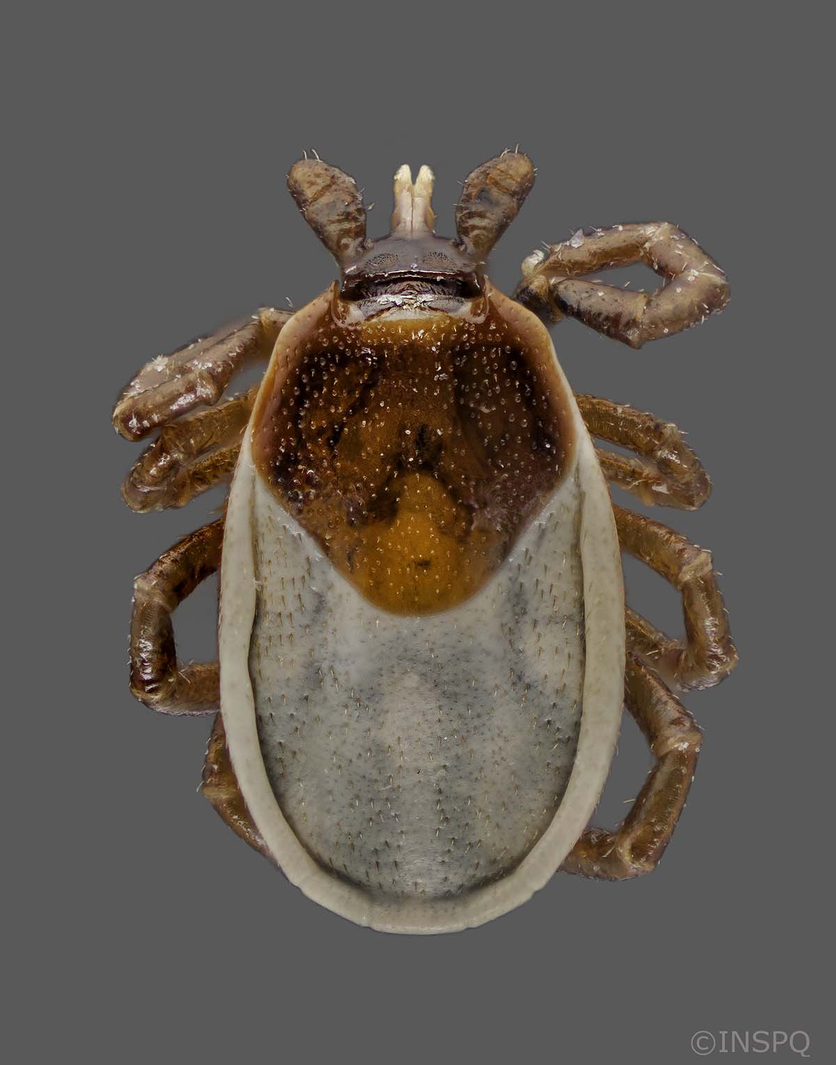 Groundhog tick: It has 8 legs and is beige with a flattened oval-shaped body. It has a brown oval-shaped spot on its back.