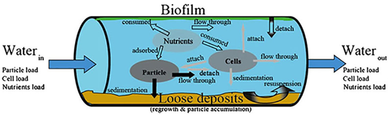 Figure 1. The drinking water distribution system as a 'reactor': biological and physio-chemical interactions and reactions within the drinking water distribution system. Reprinted with permission from Liu et al., 2013c.