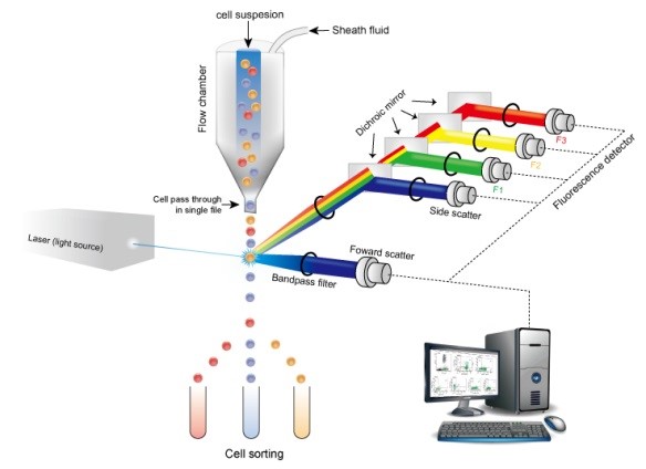 Figure 6. Flow cytometry (FCM).