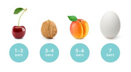 These images  show the average size of a newborn's stomach and how much milk it can hold