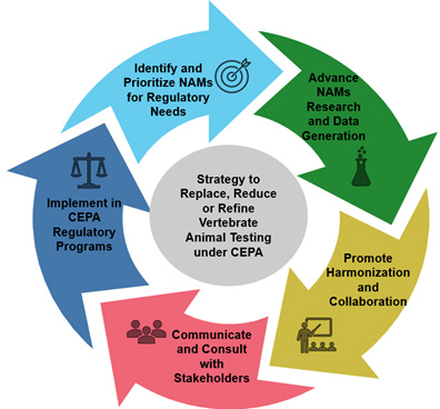 A cyclical flow chart depicting the five elements of the draft strategy and how each element informs the next one.
