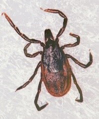 Tick that has 8 legs and is brown with a flattened oval-shaped body. It has a black oval-shaped spot on its back. It's the size of a sesame seed.