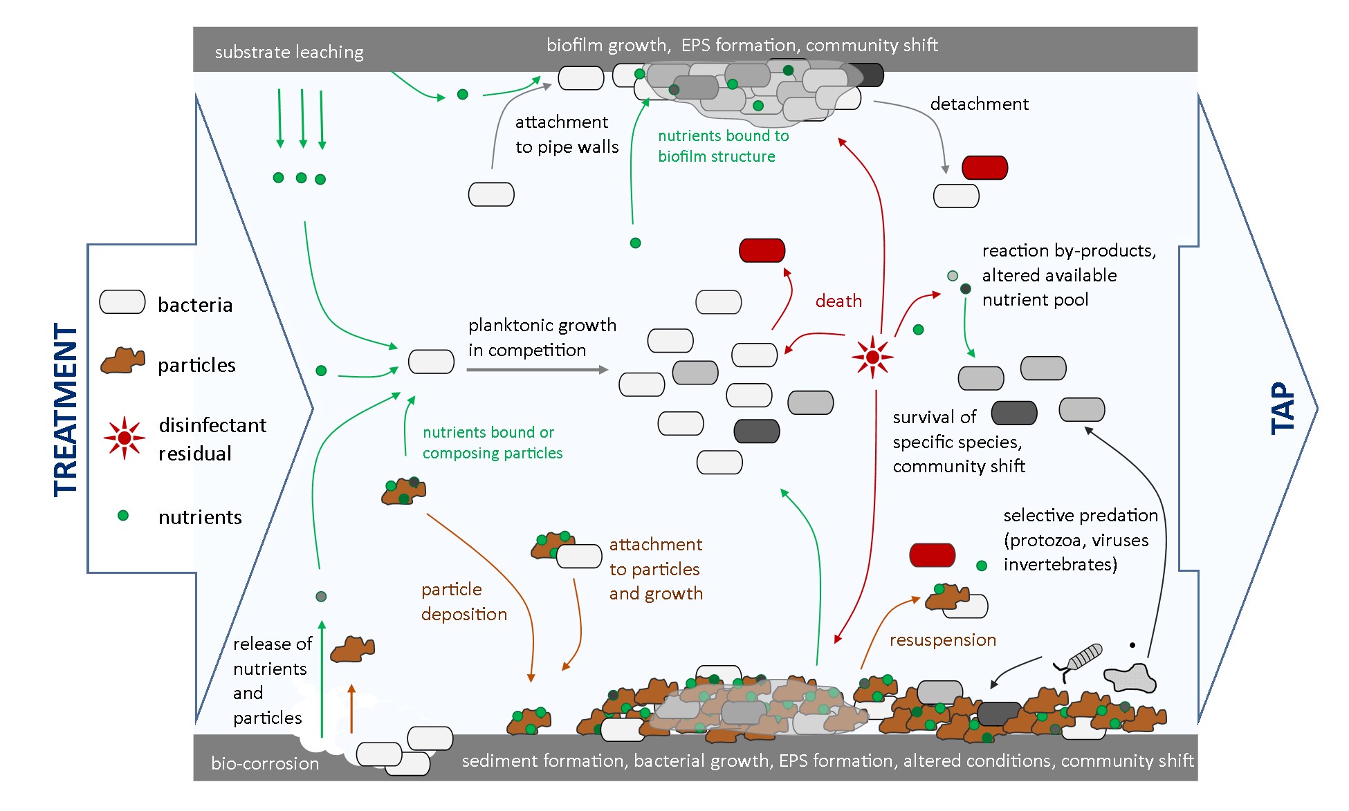 Figure 5. Microbial dynamics in a drinking water distribution system pipe.