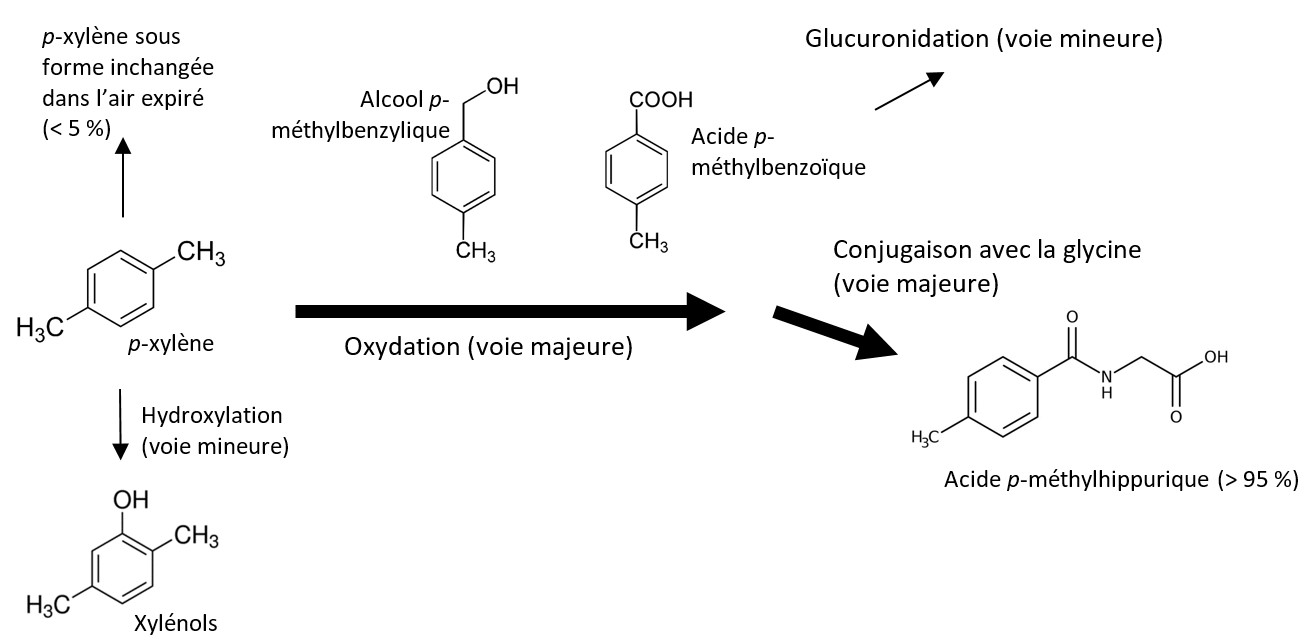 Figure 3. La version textuelle suit.