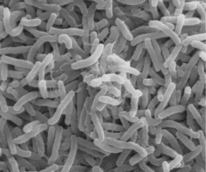 l'espèce Vibrio