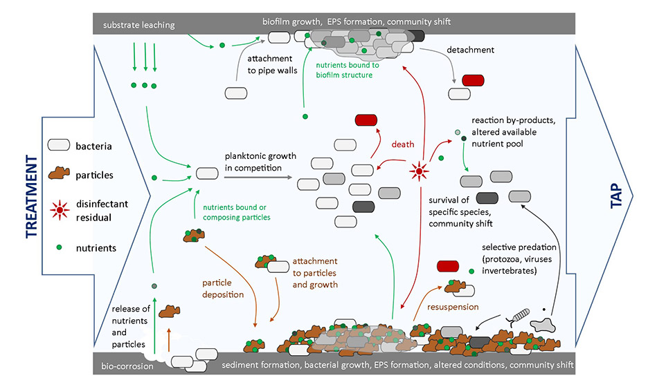 Figure 5. Microbial dynamics in a drinking water distribution system pipe. Reprinted with permission from Prest et al, 2016a. Copyright<sup>©</sup>2016, Frontiers in Microbiology