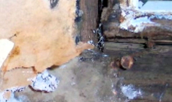 Mould Growing in Your Home