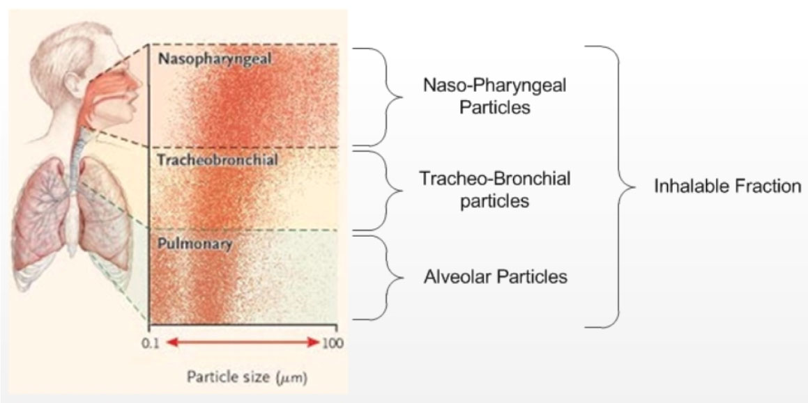 Figure&nbsp;3: Deposition regions of the respiratory tract for the various particle sizes. Text description follows.