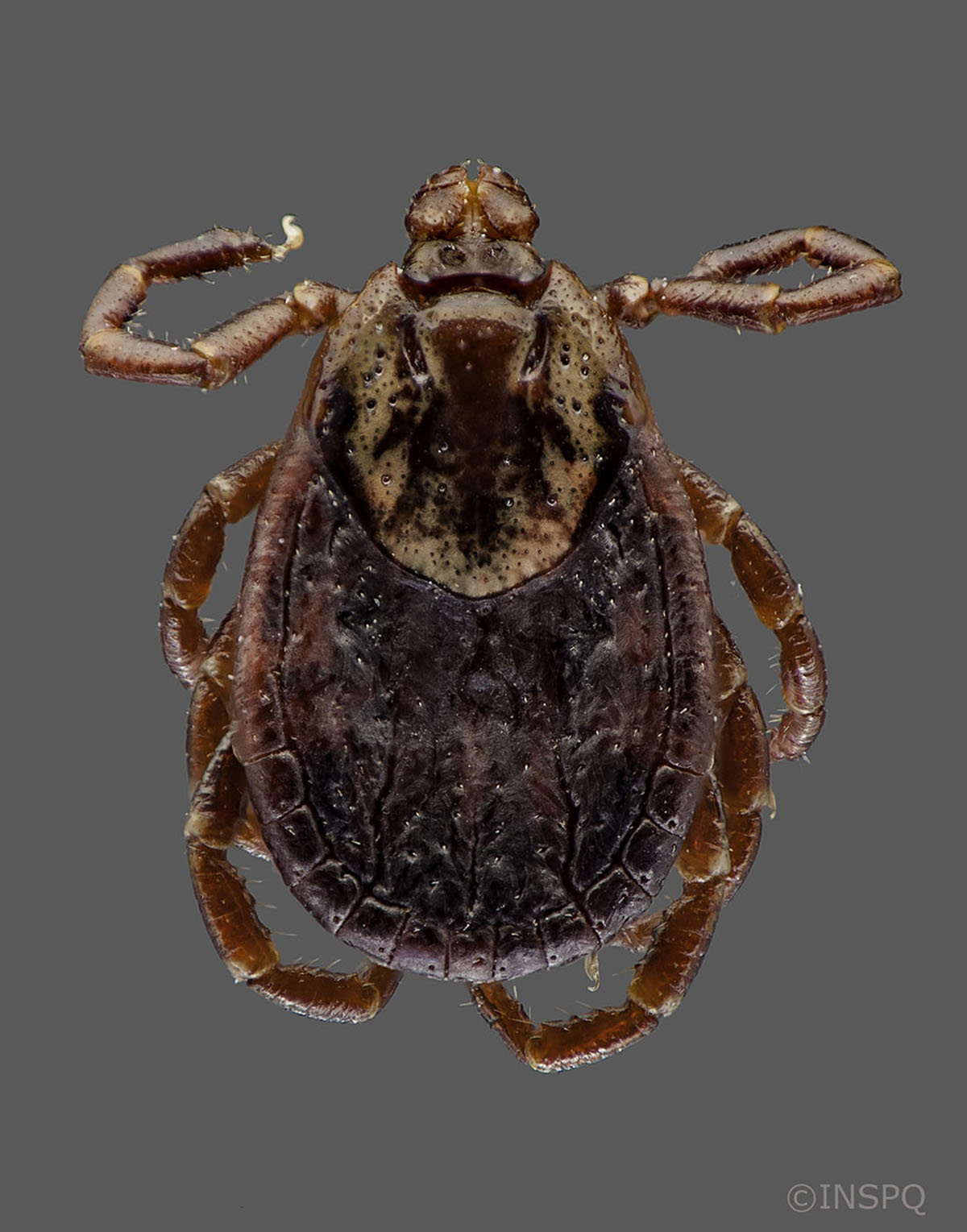 American dog tick: It has 8 legs and is brown with a flattened oval-shaped body. It has a darker brown oval-shaped spot on its back.