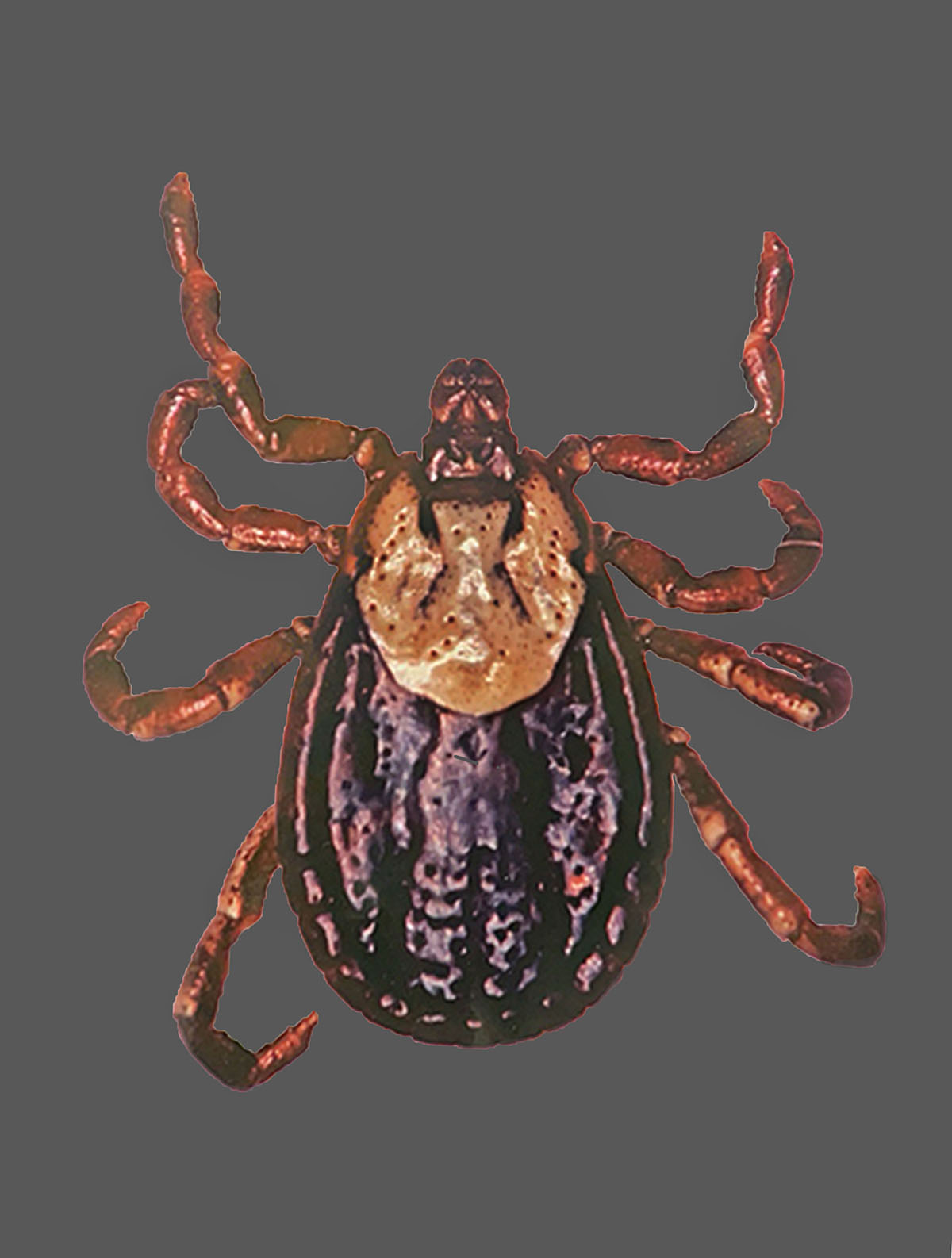 Rocky Mountain wood tick: It has 8 legs and is dark brown with a flattened oval-shaped body. It has a lighter brown oval-shaped spot on its back.