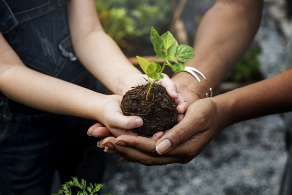 Deux paires de mains tenant un semis à planter