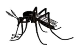 La figure&nbsp;9, montre un insecte.