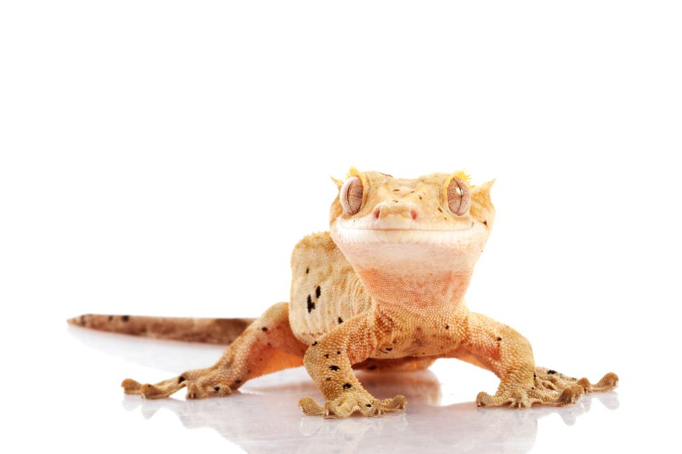 gecko