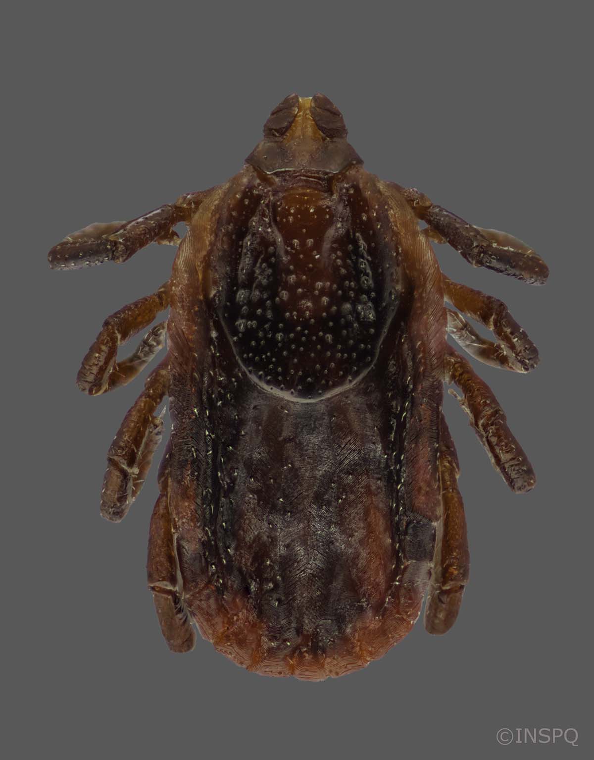 Brown dog tick: It has 8 legs and is red-brown with a flattened oval-shaped body. It has a darker brown oval-shaped spot on its back.