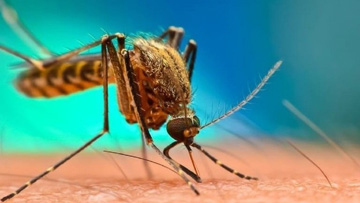 image en gros plan d'un moustique sur un bras