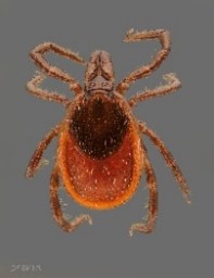A brown tick with 8 legs and a flattened oval-shaped body. It has a darker brown oval-shaped spot on its back. It’s the size of a sesame seed.